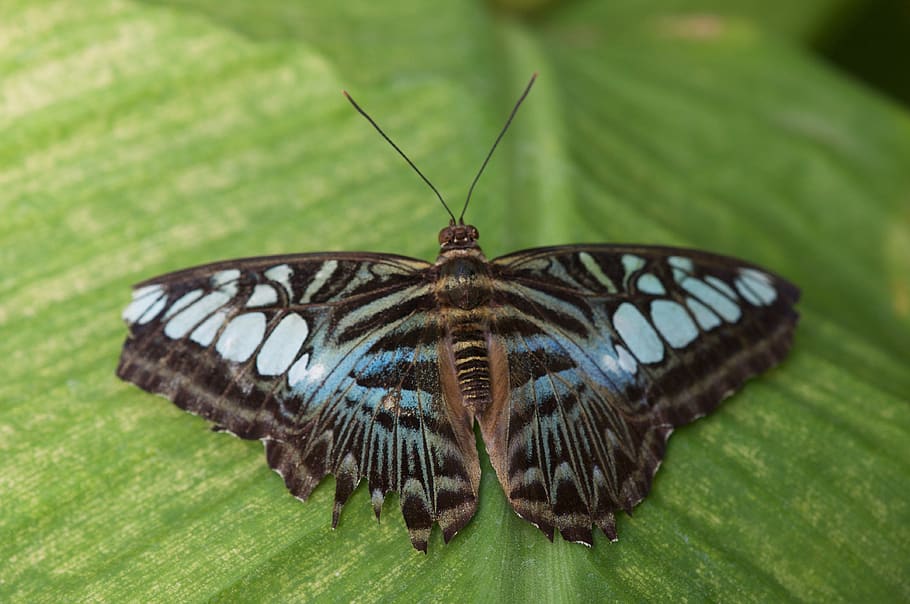butterfly, insect, leaf, macro, animal wildlife, animal themes HD wallpaper