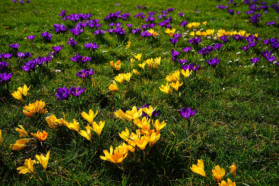crocus, yellow, violet, flower, spring, bühen, colorful, beautiful HD wallpaper