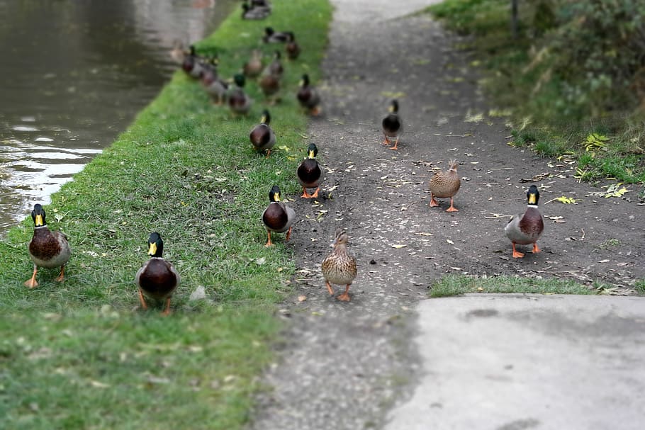 canal, ducks, walk, bird, animal, animal themes, group of animals HD wallpaper
