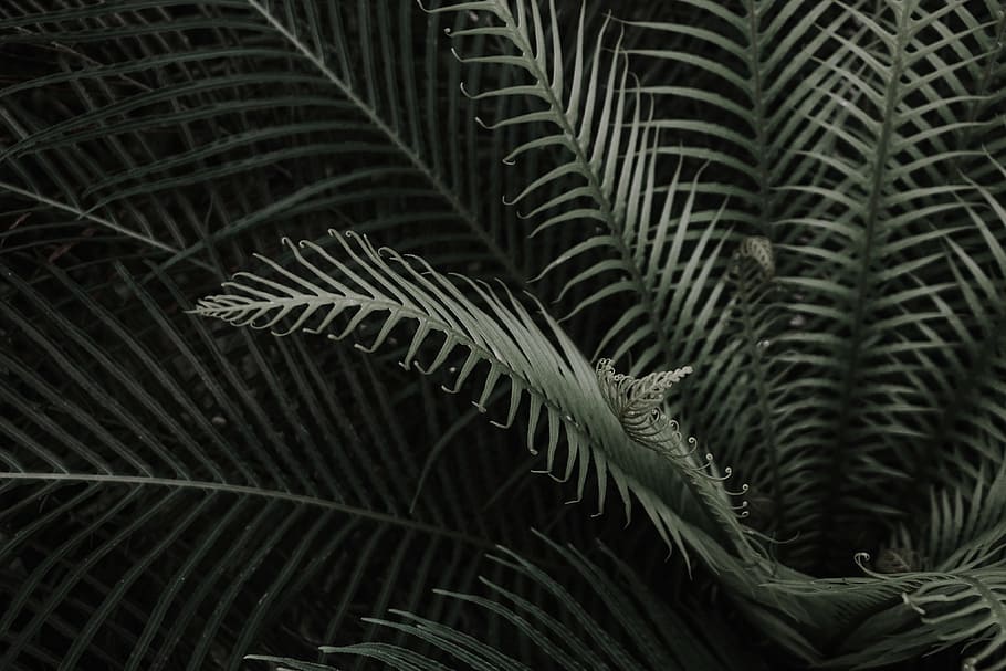 green, leaf, plant, plant part, growth, close-up, beauty in nature HD wallpaper