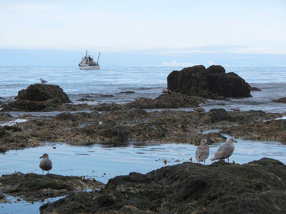 Bay, Ocean, Beach, Rocks, Stones, Gulls, ship, weed, seascape HD wallpaper