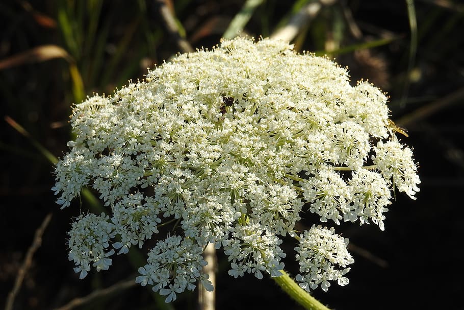 wild carrot, plant, grassland plants, umbelliferae, daucus carota, HD wallpaper