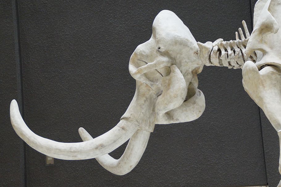 mammoth, skeleton, museum, exhibit, mammal, tusks, pachyderm HD wallpaper