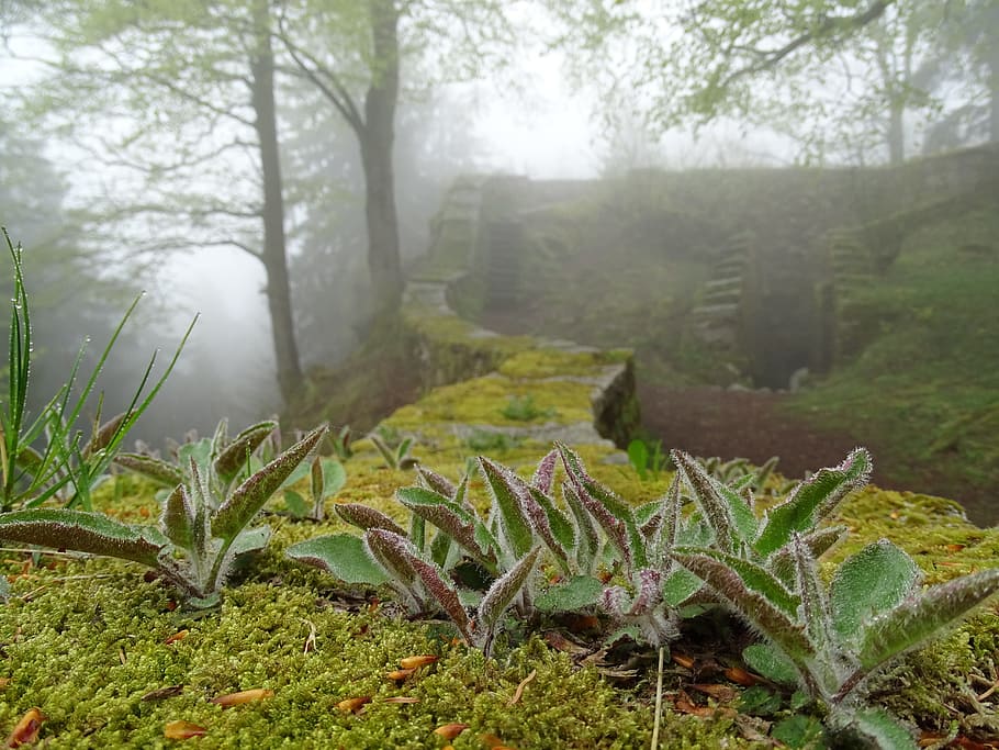 green leafed plant on concrete fence near trees, Wall, Castle, HD wallpaper