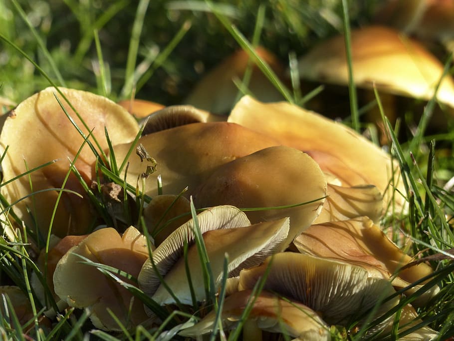clustered, yellow, tiny, wild mushrooms, toxic, sunlight, autumn HD wallpaper