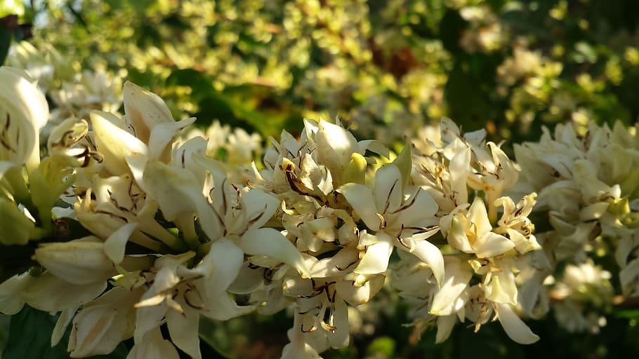 coffee, flower, blooming, farm, flowers, nature, plant, white flower HD wallpaper