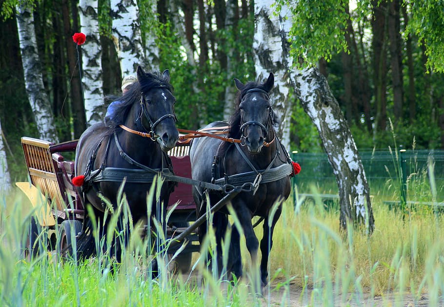 black horse running between green grass with carriage, team HD wallpaper