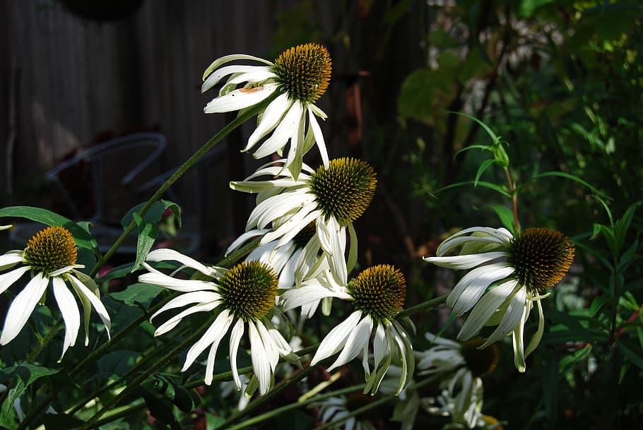 echinacea, flower, white, sun hat, garden, nature, a medicinal plant HD wallpaper