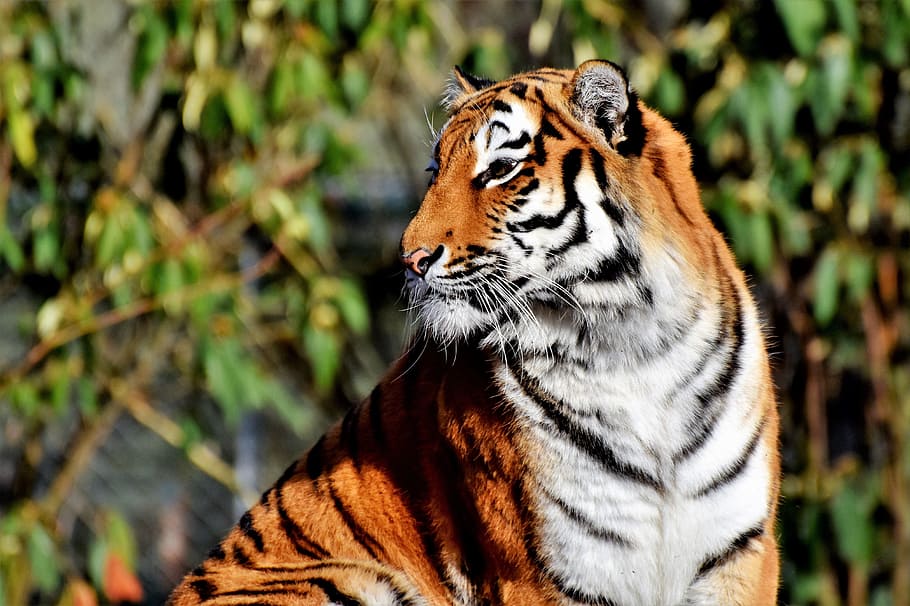 white, black, and brown tiger selective focus photography, cat HD wallpaper