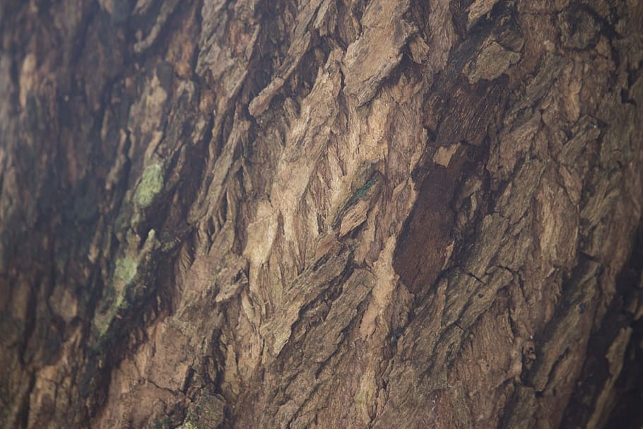 Tree in Closeup Photo, bark, outdoors, pattern, rough, surface HD wallpaper