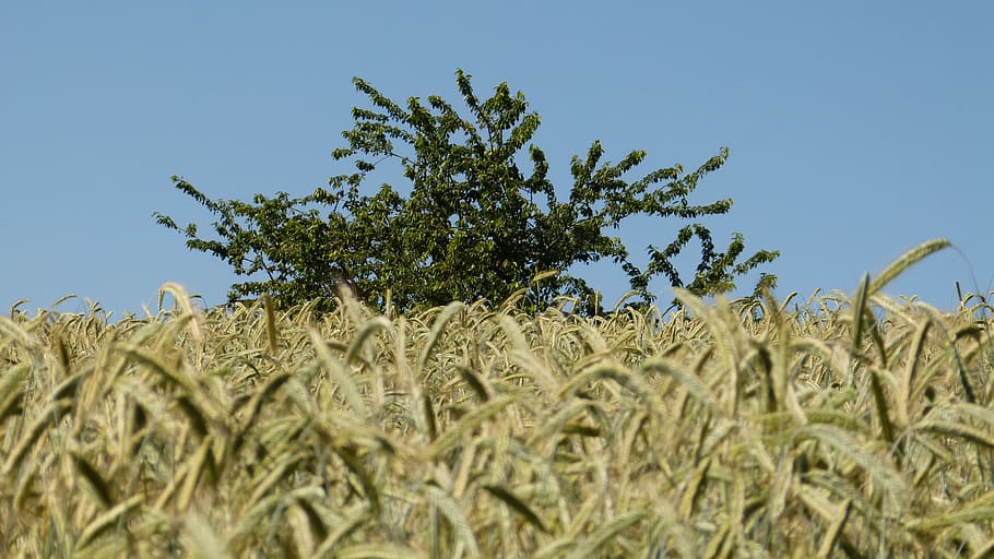 nature, tree, grain, cornfield, agriculture, sky, blue, plant HD wallpaper