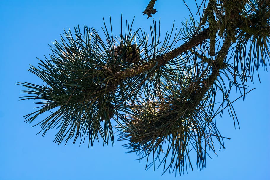 Pine, Needles, Tap, pine needles, pine cones, conifer, branch HD wallpaper