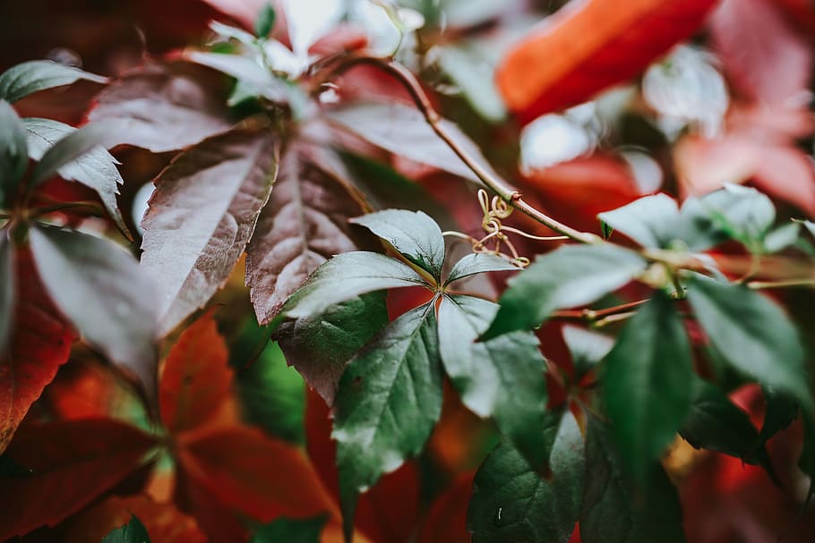 Close-ups of leaves, closeup, flora, nature, trees, twig, branch, HD wallpaper