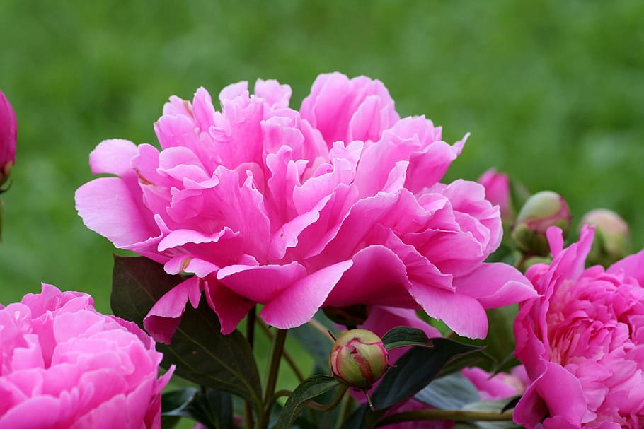 macro shot photography of pink flowers, peony, perfume, button HD wallpaper