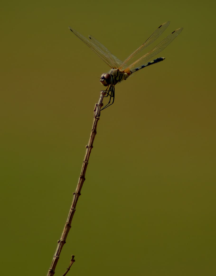 dragonfly, on top, hold, invertebrate, insect, animal wildlife HD wallpaper