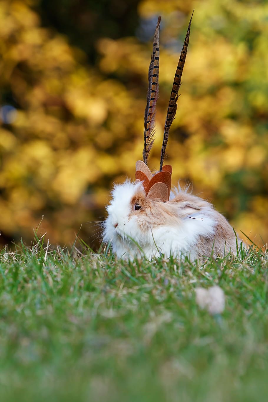 selective focus photo of white and brown rabbit on grass, white and tan rodent HD wallpaper