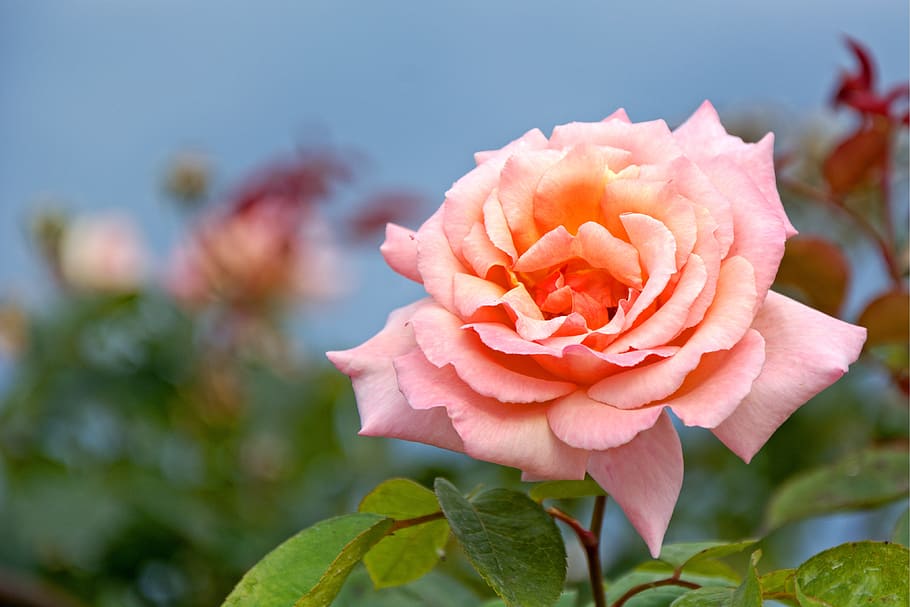 selective focus photography pink rose, blossom, bloom, red HD wallpaper