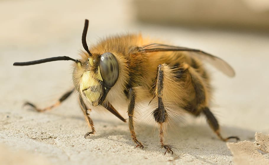 closeup photography of brown bee on brown surface at daytime HD wallpaper