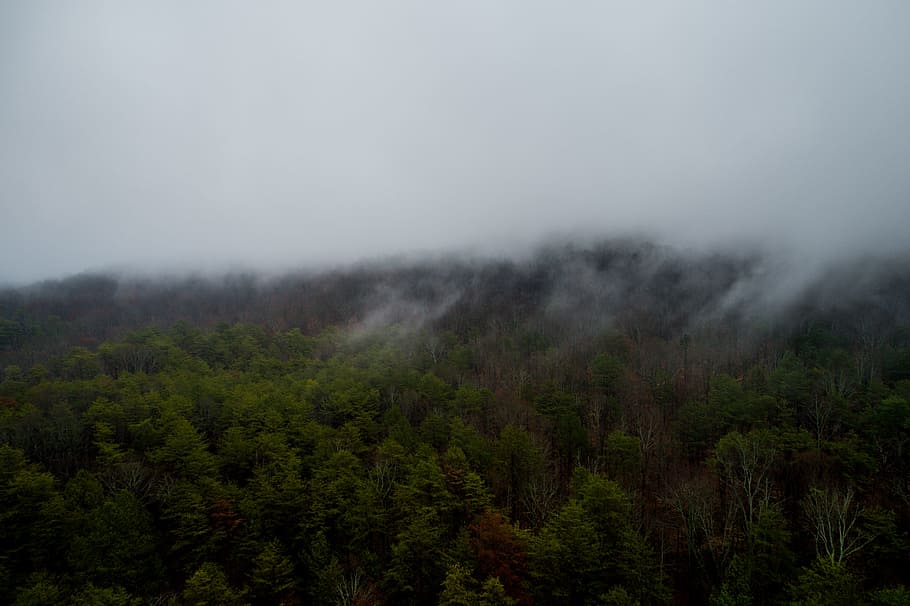 green trees under white fogs during daytime, fogs above forest HD wallpaper