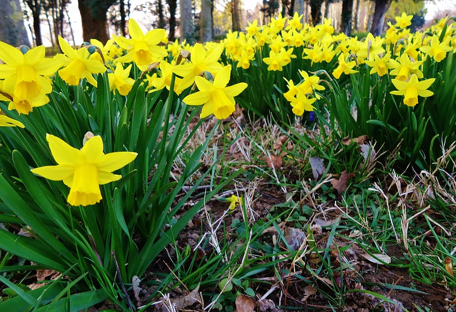 daffodil, daffodils, yellow, flower, flowers, nature, spring HD wallpaper