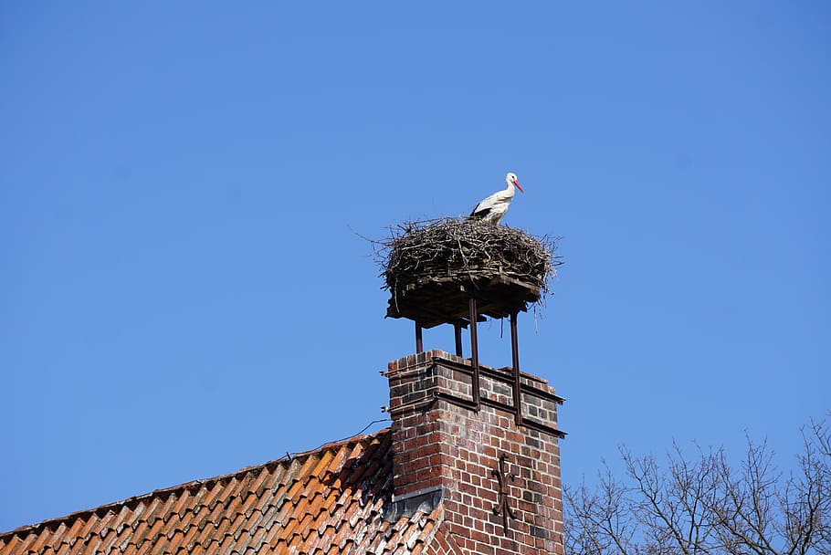stork, nest, bird, animal Nest, white Stork, sky, animal themes HD wallpaper