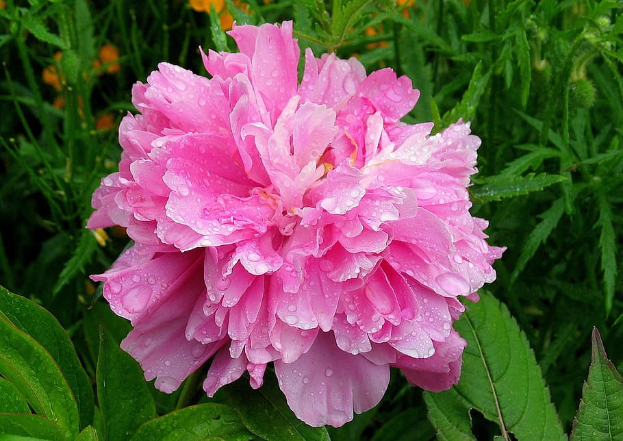 peony, flower, bloom, macro, flowering plant, drop, beauty in nature HD wallpaper