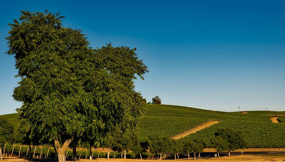 green tree near plants at daytime, vineyard, california, napa valley
