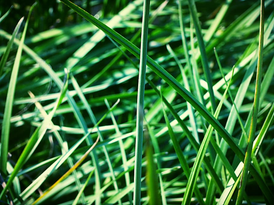 greens, plants, grass, background, green color, growth, full frame HD wallpaper