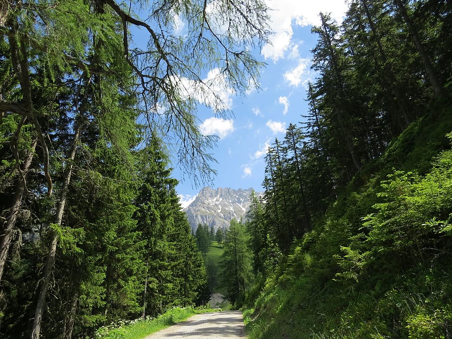 dachstein, austria, forest, nature, mountains, hiking, green HD wallpaper