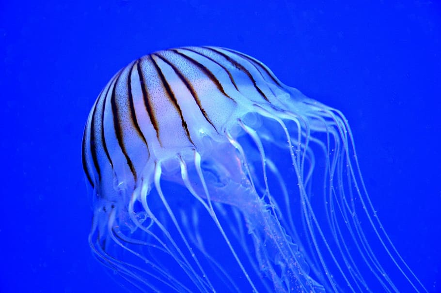 closeup photo of jellyfish, marine, purple-striped, underwater, HD wallpaper