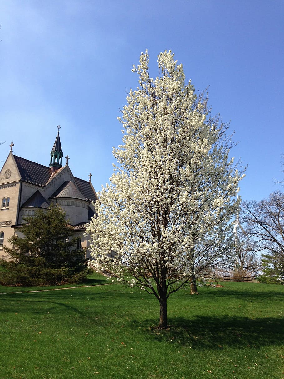 bloom, tree, blooming, springtime, outdoor, nature, plant, growth HD wallpaper