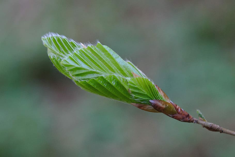 leaf, nature, plant, spring, green color, plant part, close-up HD wallpaper