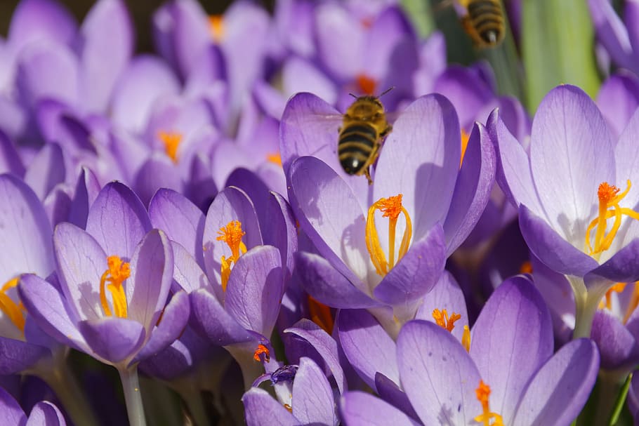 crocus, flower, blossom, bloom, spring, spring flower, nature HD wallpaper