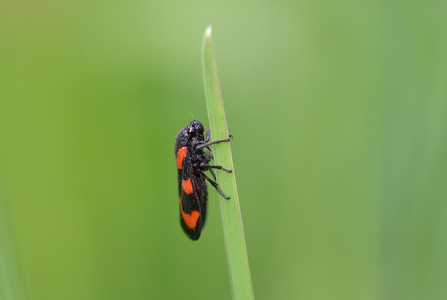beetle, halm, insect, nature, animal, invertebrate, animal themes HD wallpaper