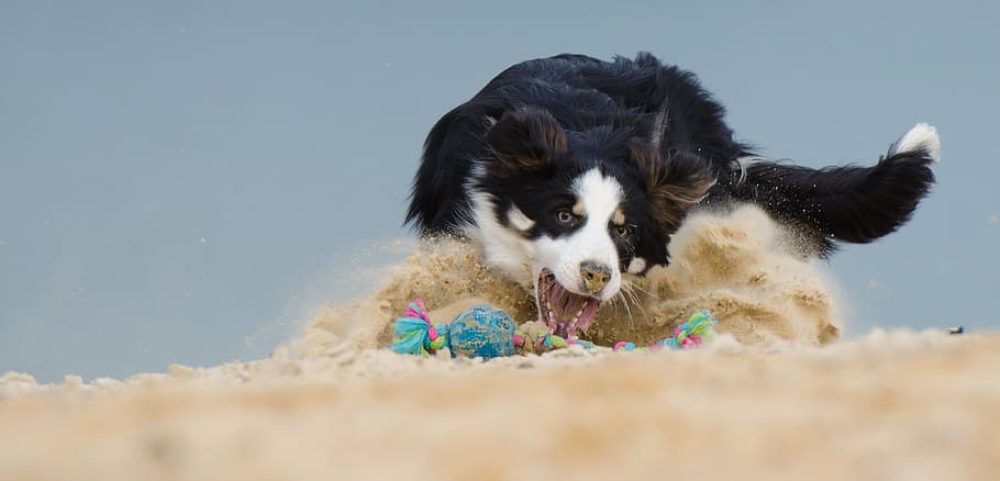 adult black and white border collie playing on sand at daytime, HD wallpaper