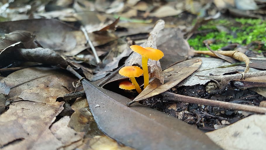 Small, Orange, Mushrooms, leaf, outdoors, no people, day, nature HD wallpaper