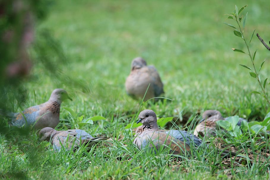 birds, doves, grey, browsing, feeding, eating, garden, group of animals HD wallpaper