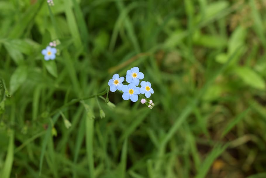 Wildflower, Micro, Meadow, blue, summer, nature, bloom, spring HD wallpaper