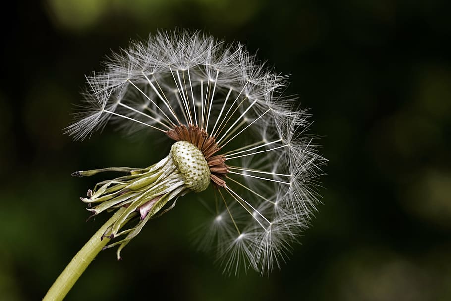 white dandelion seed head in close up photography, milkweed, summer