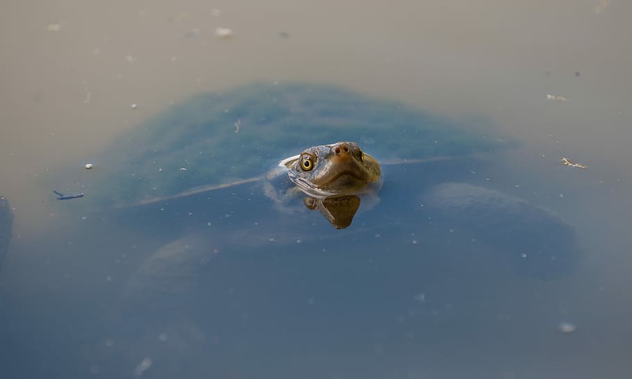 brown turtle showing its head on water, turtle dipped on body of water HD wallpaper