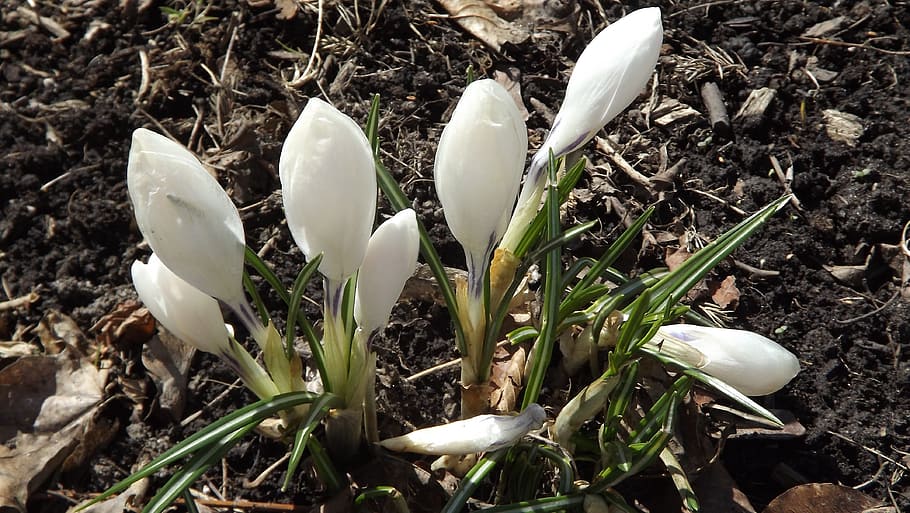 flora, plants, flowers, crocus, white, forest, spring, nature HD wallpaper