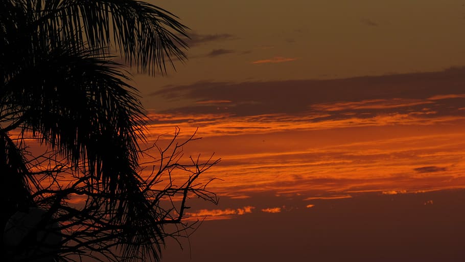 sky, sunset, nature, beautiful, trees, clouds, eventide, flying HD wallpaper