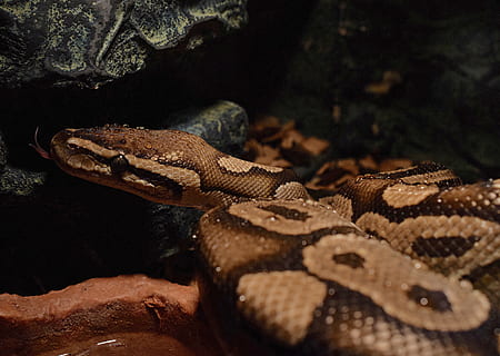 snakehead, yellow, drop of water, ball python, snake heads HD wallpaper