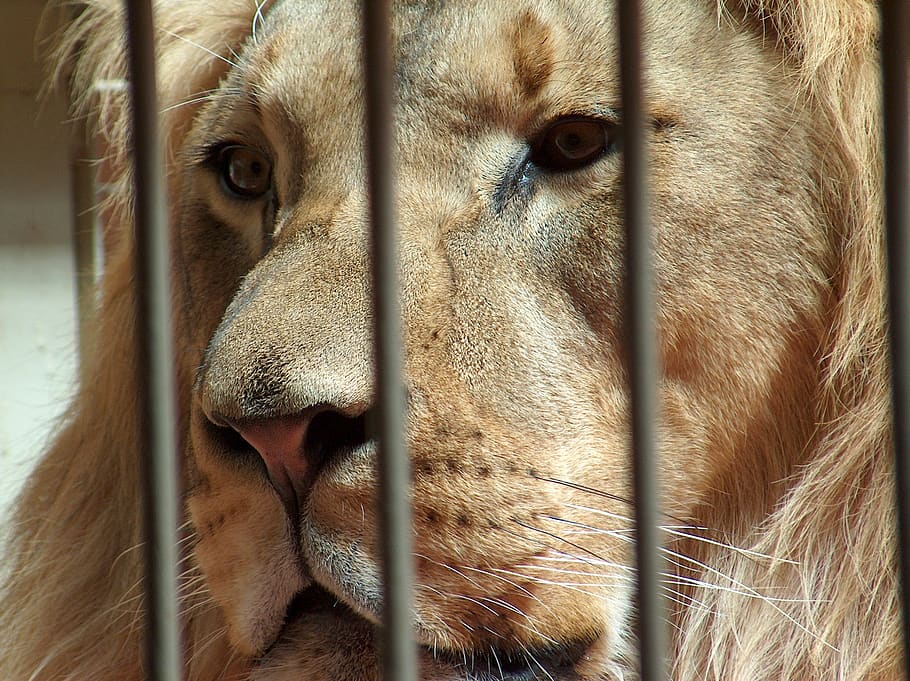 lion, zoo, cage, one animal, animal themes, mammal, close-up HD wallpaper