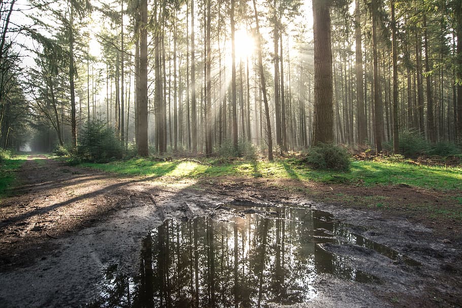 forest, sun, shadow, green, yellow, nature, landscape, light HD wallpaper