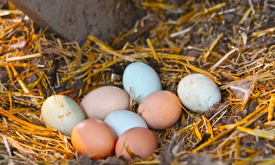 nest, egg, easter, hay, food, new life, beginnings, food and drink HD wallpaper