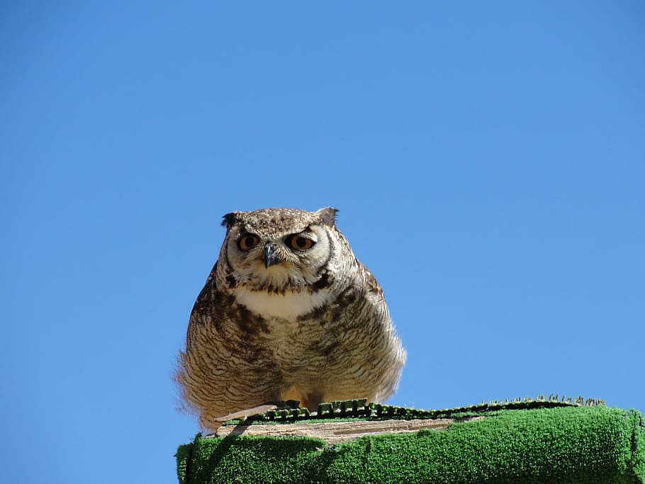 Owl, Bird, Inn, one animal, animal wildlife, animals in the wild HD wallpaper