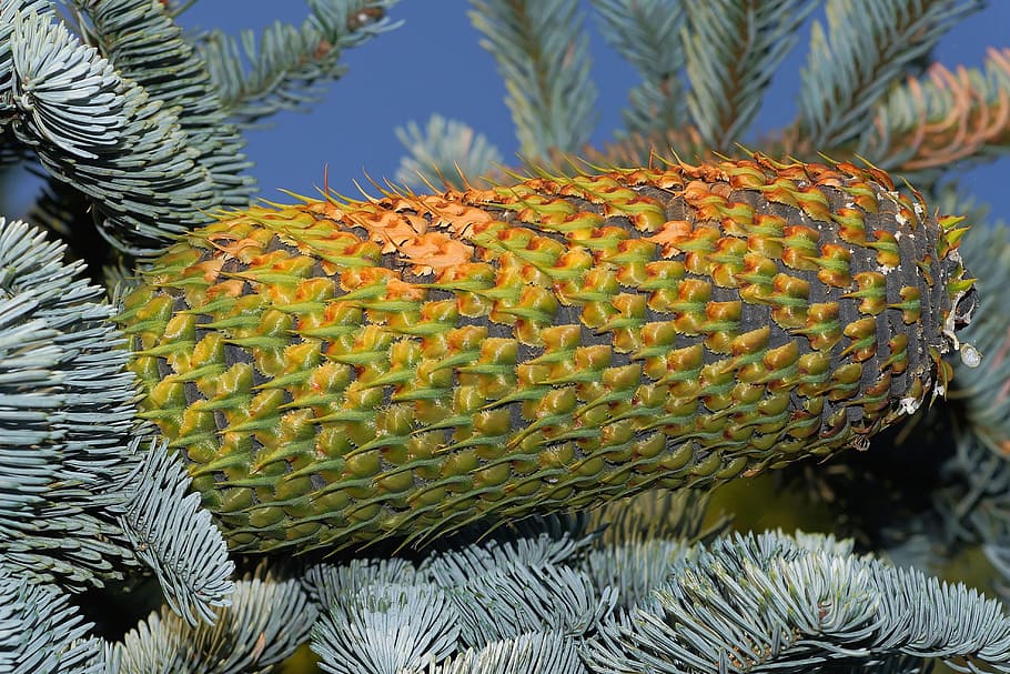 Fir, Pine Cones, Huge, Tap, Nature, green, immergrüner tree, HD wallpaper