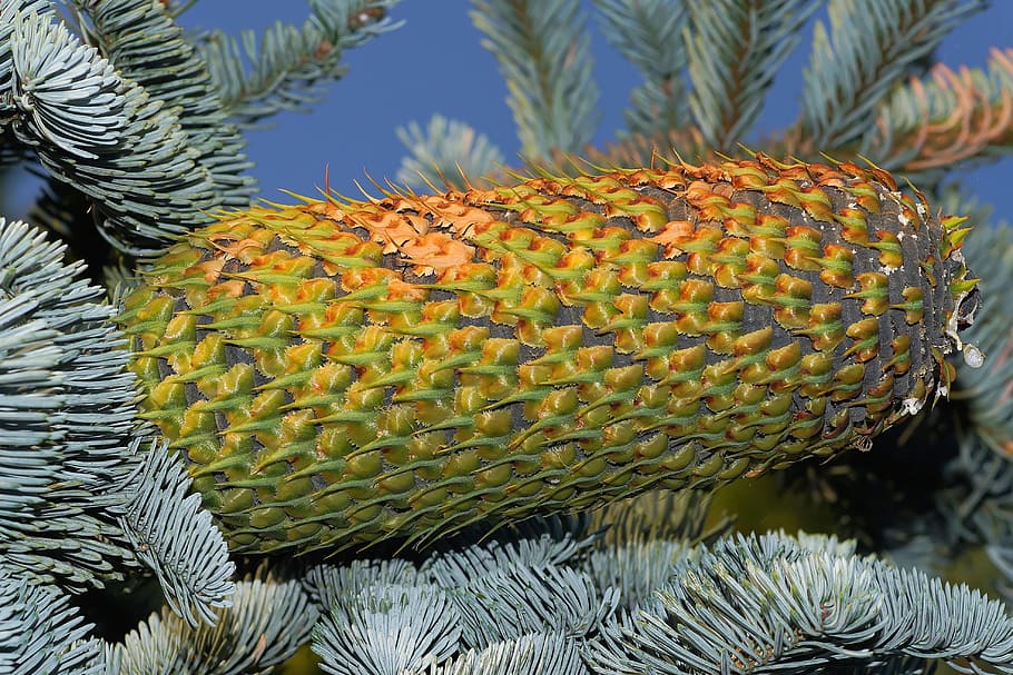 Fir, Pine Cones, Huge, Tap, Nature, green, immergrüner tree HD wallpaper