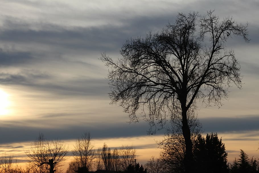 sunset, spring, sky, landscape, twilight, nature, tree, bare tree HD wallpaper